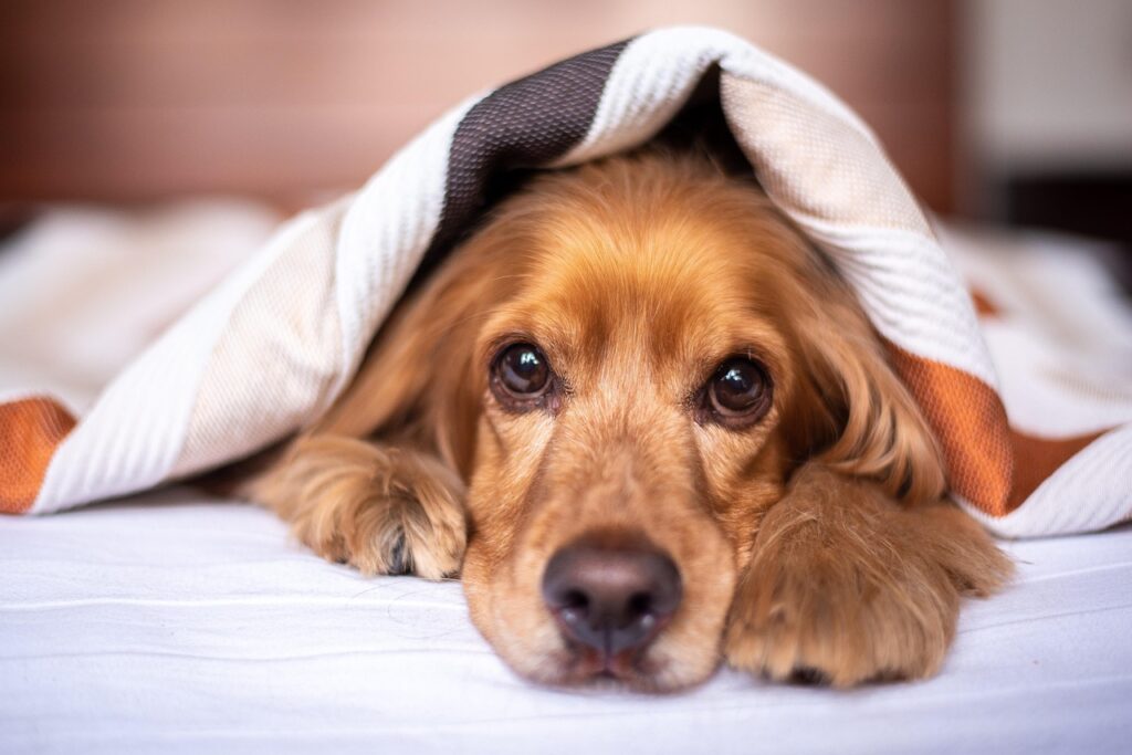 english cocker spaniel, dog, puppy, blanket, pet, pup, young dog, animal, domestic dog, purebred, nature, furry, canine, mammal, friend, cute, adorable, bed, bedroom, portrait