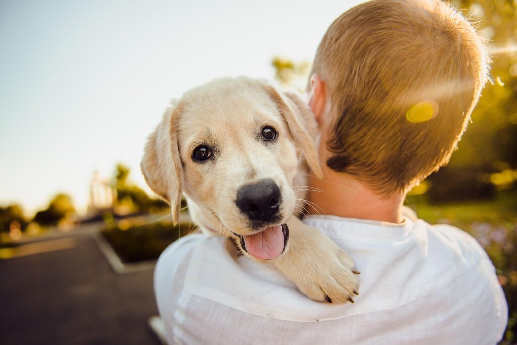 dog, adorable, animal, cute, happiness, happy, man, pet, nature, portrait, puppy, purebred, retriever
