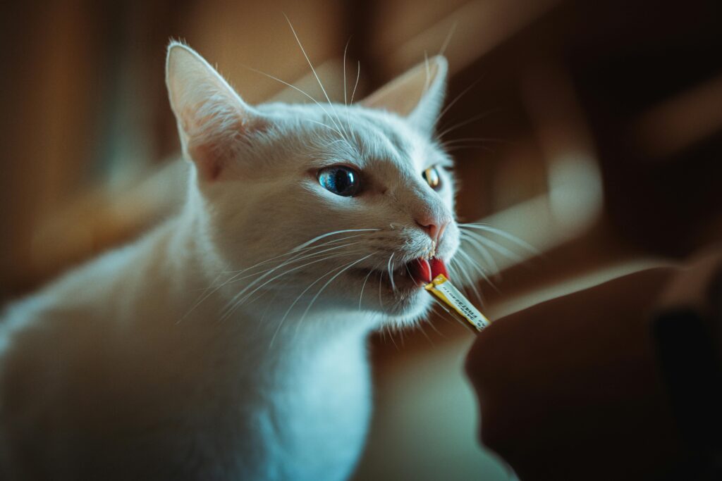 A white cat enjoying a treat indoors, displaying its playful and curious nature.