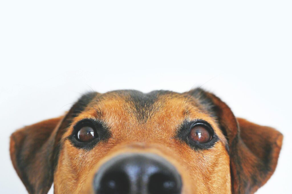 Adorable close-up of a brown dog