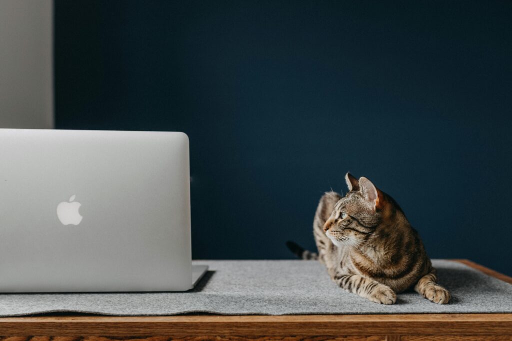 Pet Tech: Why You Should Embrace It Now A serene brown tabby cat lies next to a laptop on a wooden desk, creating a cozy workspace vibe.