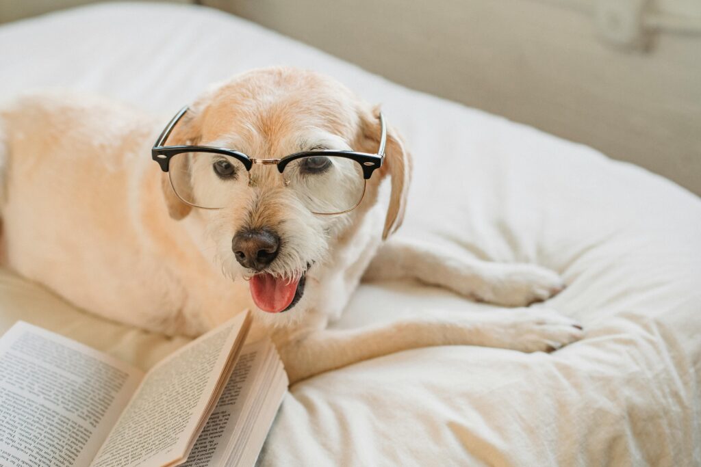 pexels photo 5255251 5255251 Adorable dog with eyeglasses on a bed with an open book, cozy indoor setting.