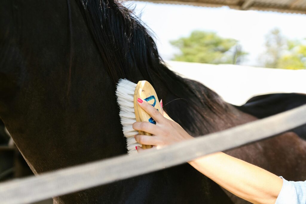 Detailed close-up of a black horse being groomed with a brush outside.