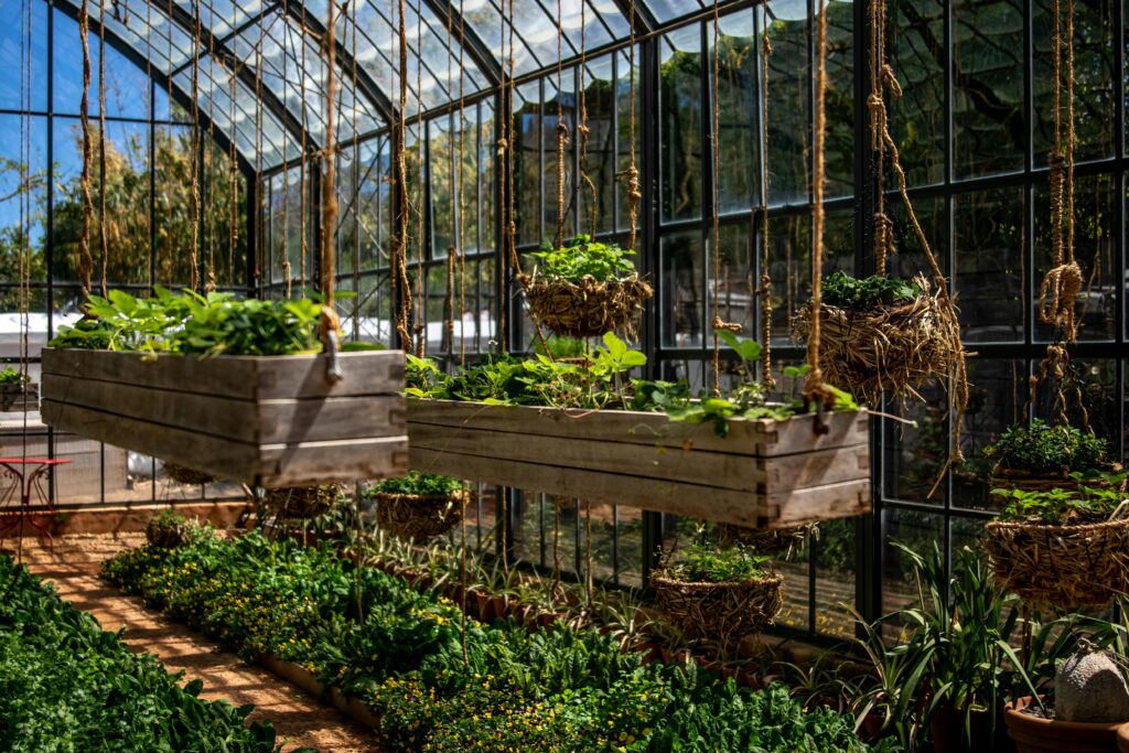 Vibrant hanging plants in a sunlit greenhouse, a perfect gardening inspiration.