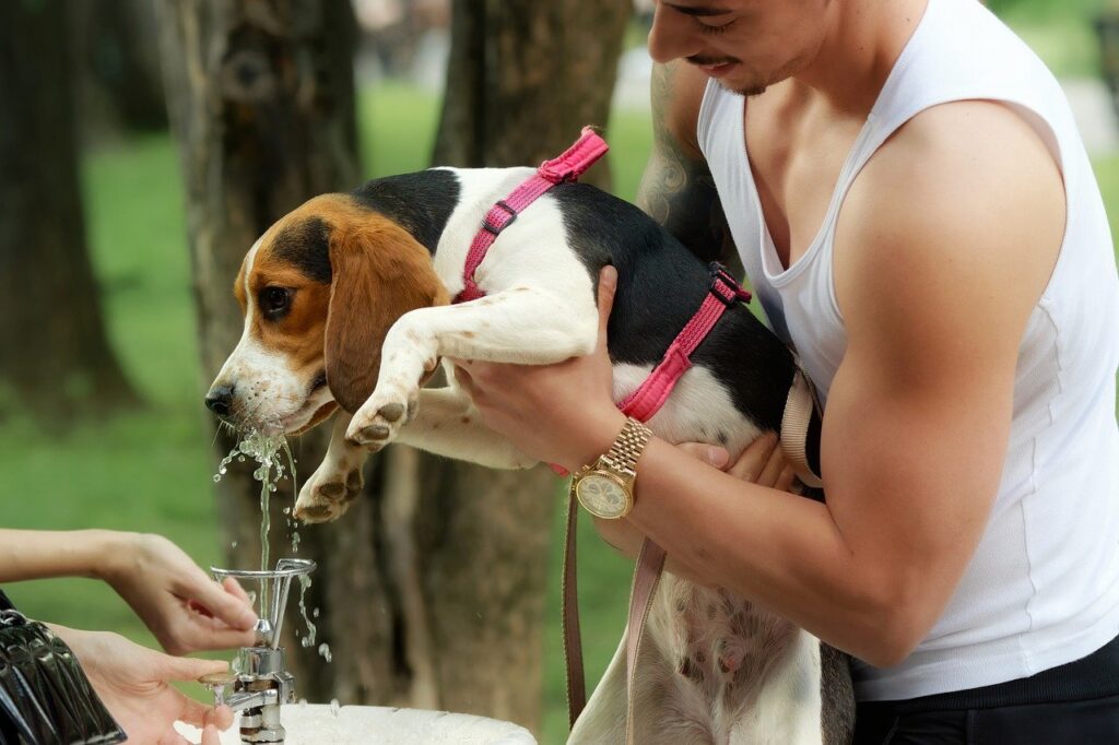 dog, pet, leash, drinking, water, people, animal, owner, keeping, hands, nature, arms, outdoors, park, fountain