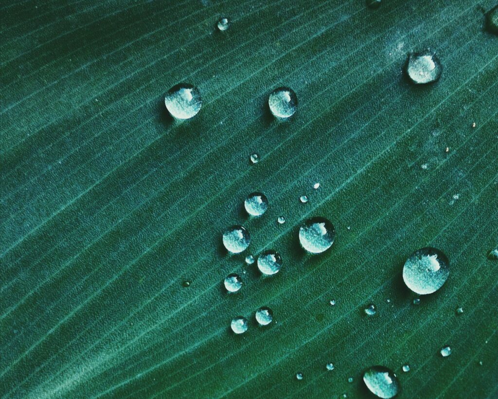 Close-up image capturing water droplets on a green leaf surface. Perfect for nature-themed projects.