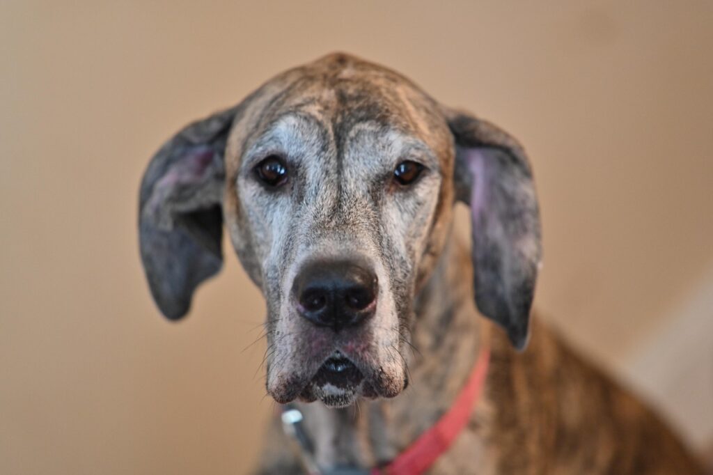 Support Your Aging Pet's Joint Health with Effective Mobility Aids dog, great dane, pet, animal, dane, big dog, cute, old, sad, silly, aging, maybe the great dane, maybelline, brindle, brindlepaw