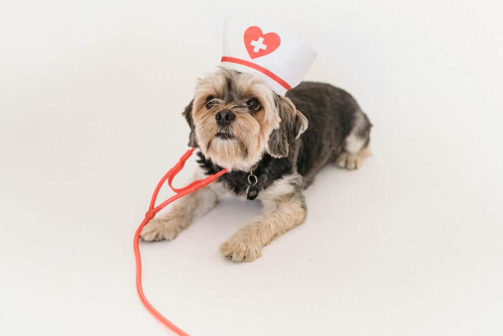 Remove the Pests: Safely Treating Flea Infestations in Your Pets From above of cute Yorkshire terrier dog with fake stethoscope and medical hat lying on white background and looking up
