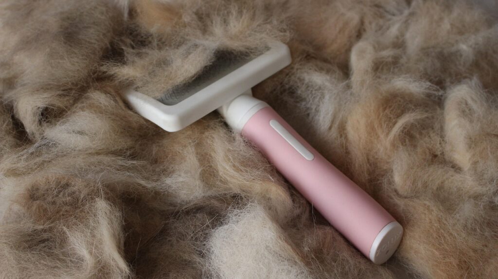 hair, dog, pet, brush, nature, brushing, bristles, animal