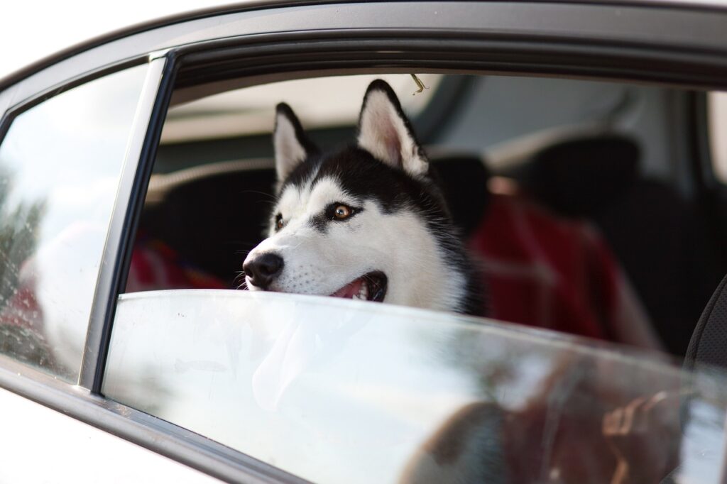 machine, dog, window, trip, animal, pet, husky