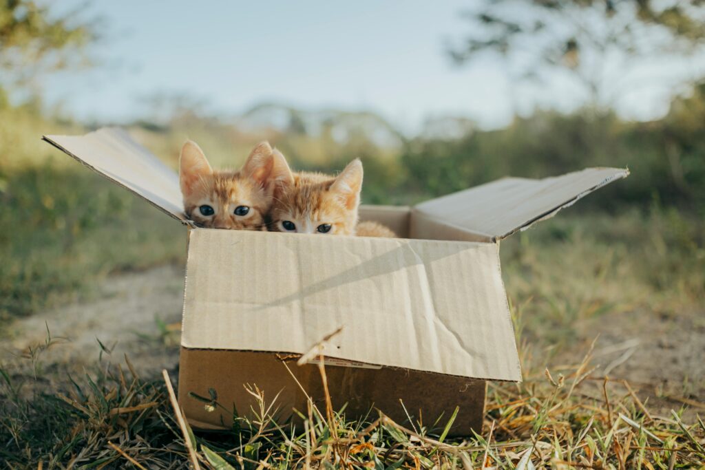 Two cute kittens in a cardboard box on a sunny day, captured outdoors.