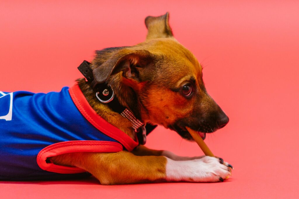 How to Stop Your Dog from Chewing Everything: Effective Solutions A cute Chihuahua in a blue outfit chewing a treat on a bright red surface.