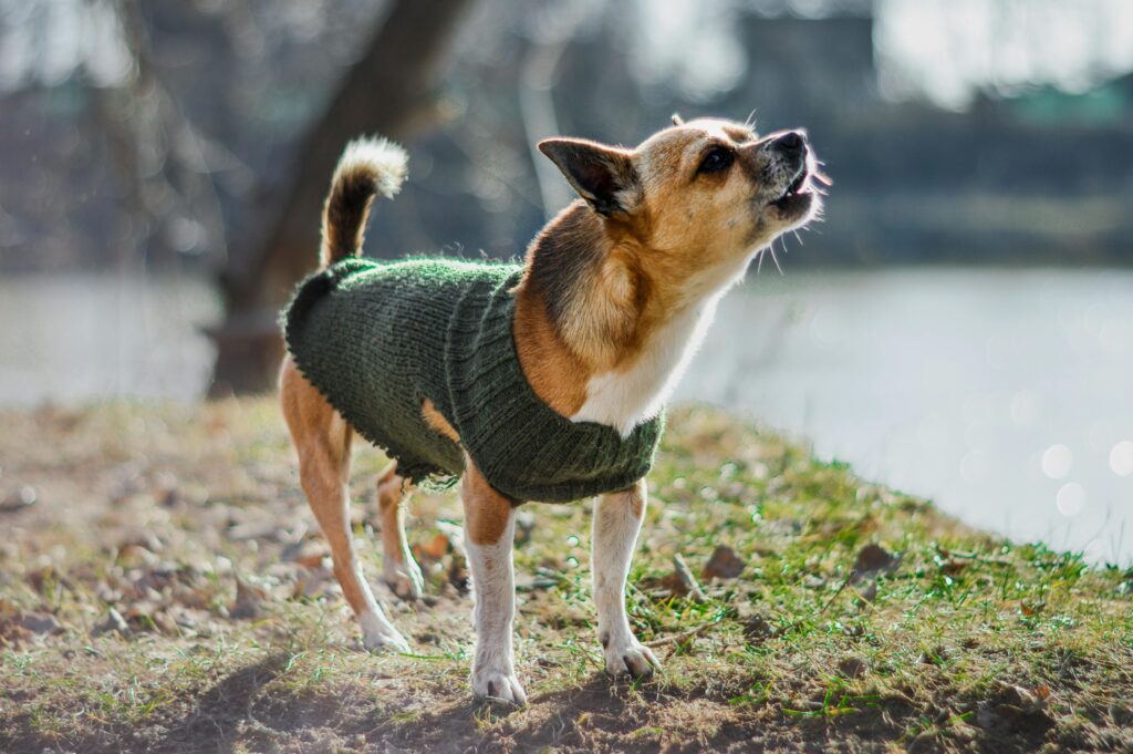 Barking Up the Right Tree: Silencing Your Dog's Excessive Barking Chihuahua dog wearing a green knitted sweater barking playfully outdoors by a lake.